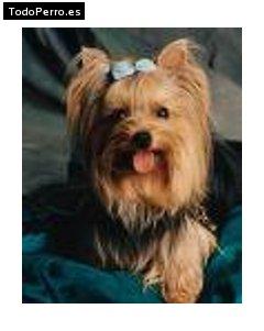 La foto del perro Mayla Foto del perro Mayla