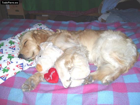 Foto del perro Niky