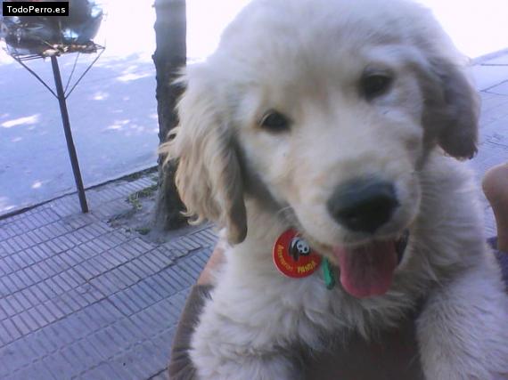 Foto del perro Beto