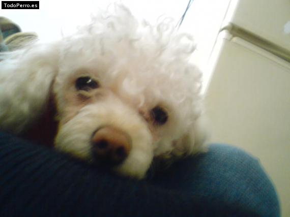 Foto del perro Chikita