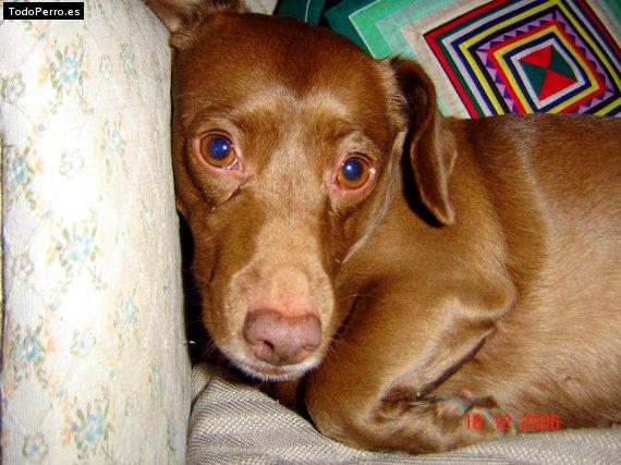 La foto del perro Cris Foto del perro Cris