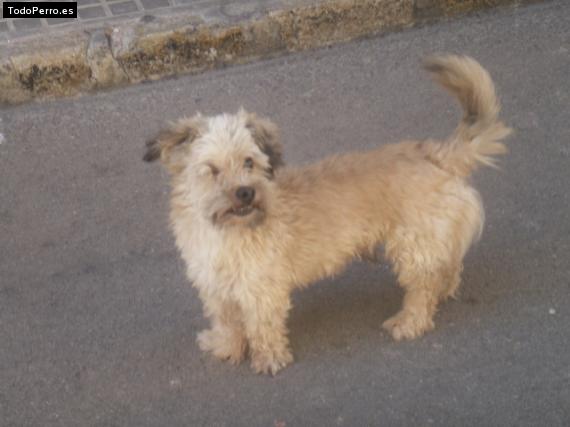 La foto del perro Polín Foto del perro Polín