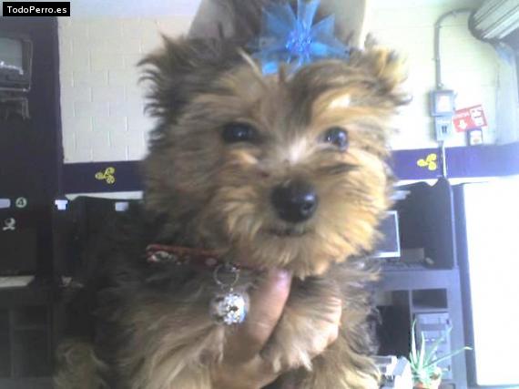 La foto del perro Kamila Foto del perro Kamila