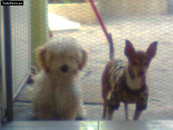 La foto del perro Peny y kero Foto del perro Peny y kero