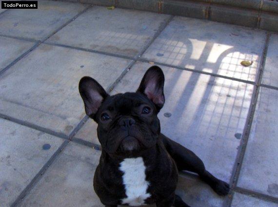 La foto del perro Golfa Foto del perro Golfa