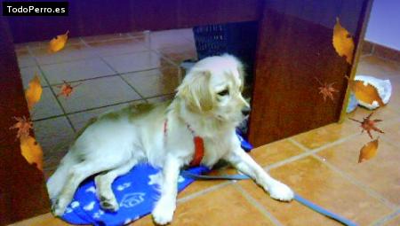 Foto del perro Golfo