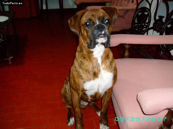 Foto del perro Rocko