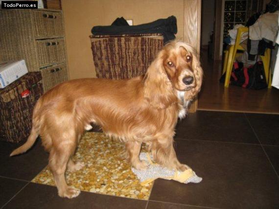Foto del perro Milito