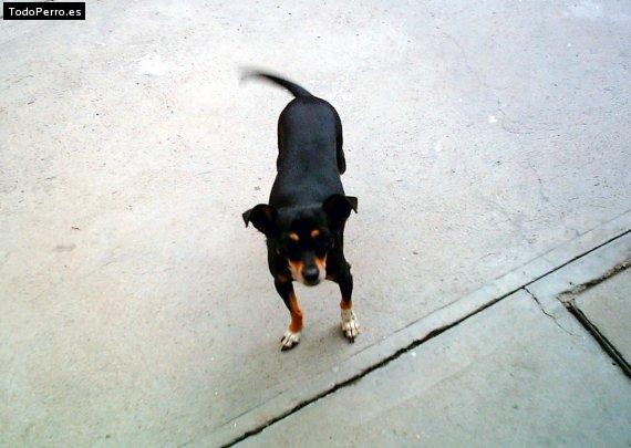 Foto del perro Raton viejo