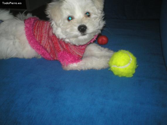 La foto del perro