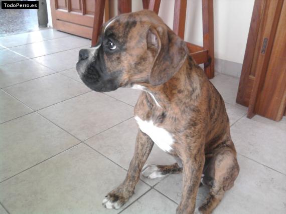 Foto del perro Ringo