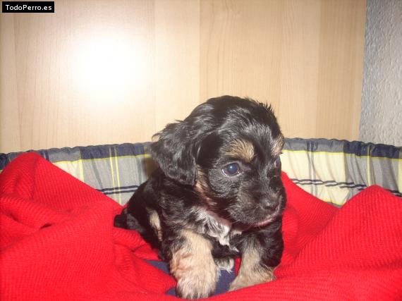 Foto del perro Hanna