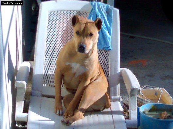 Foto del perro Shenna