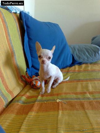 Foto del perro Jitxo