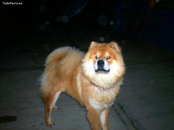 La foto del perro Killer Foto del perro Killer