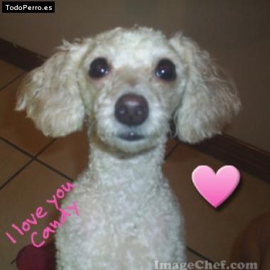 Foto del perro Candy