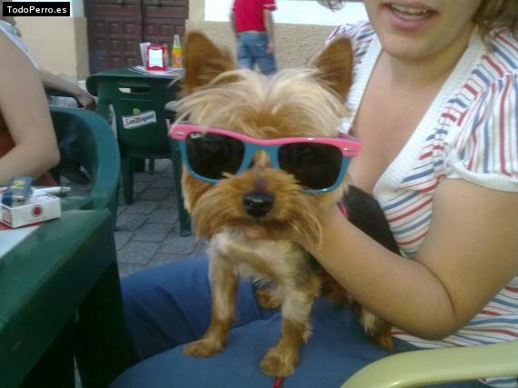 La foto del perro Romeo Foto del perro Romeo