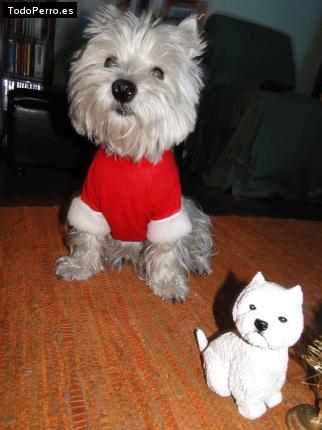 La foto del perro