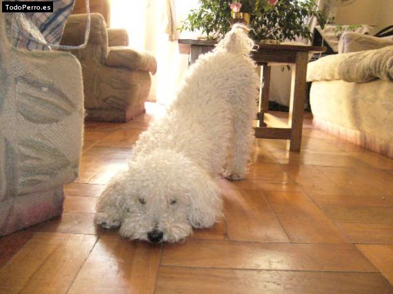 Foto del perro Copito