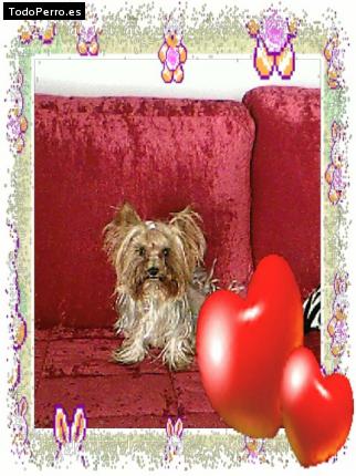 La foto del perro Lolita Foto del perro Lolita