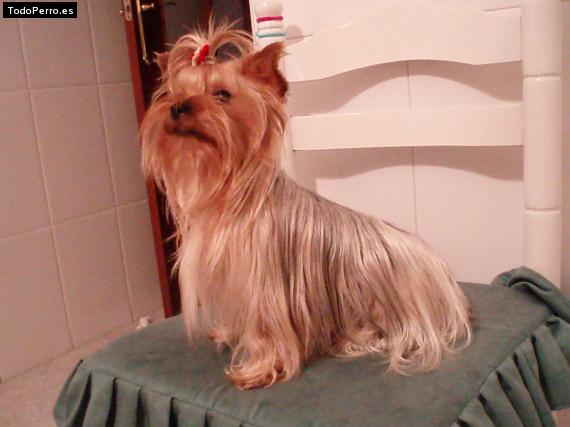 La foto del perro
