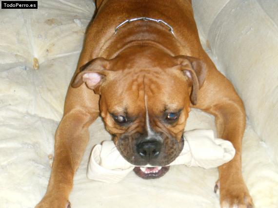 Foto del perro Canelo