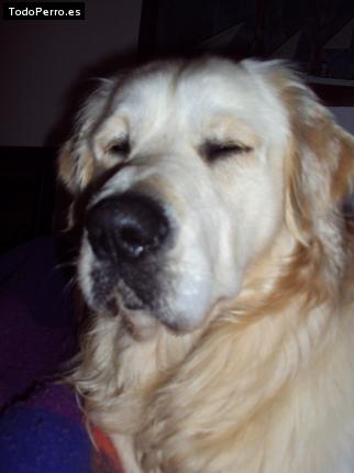 Foto del perro Lorky