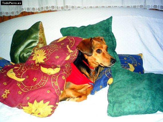 La foto del perro Carola Foto del perro Carola