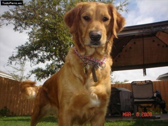 Foto del perro Sissy