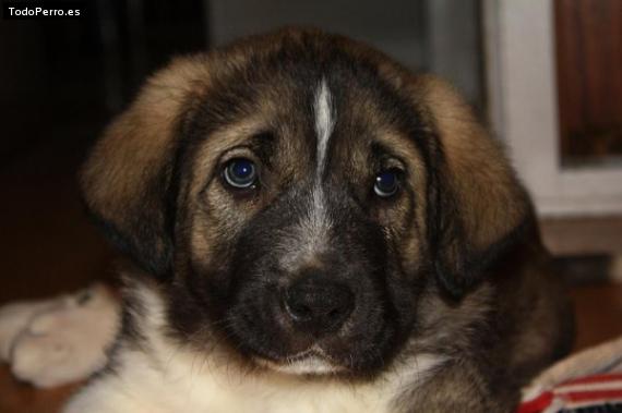 Foto del perro Dex