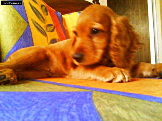 Foto del perro Beba