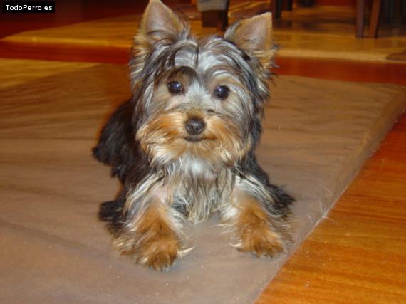 La foto del perro Jota Foto del perro Jota