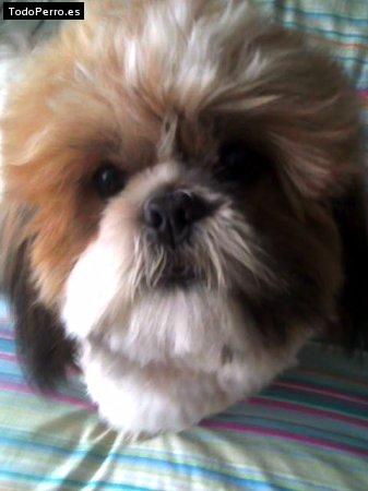 Foto del perro Travis
