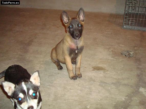 Foto del perro Cloe