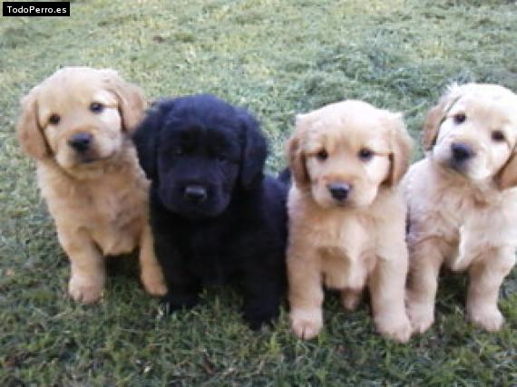 Foto del perro Bruder, chenoa, brandy y alastor