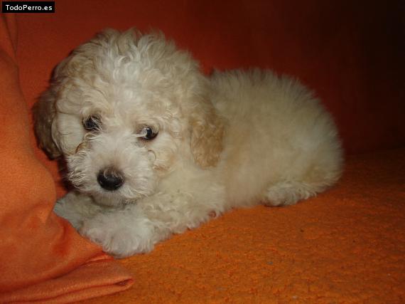 Foto del perro Copito