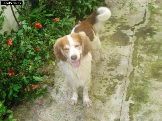 Foto del perro Cuko