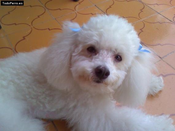 Foto del perro Cotufa
