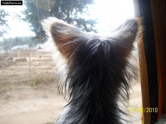 La foto del perro Polo Foto del perro Polo