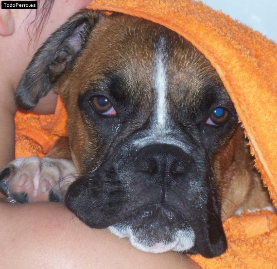 Foto del perro Claus
