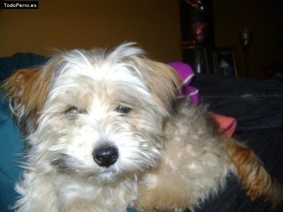 La foto del perro Pinganilla Foto del perro Pinganilla