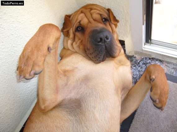 La foto del perro