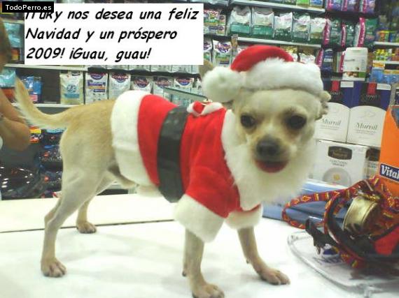 La foto del perro