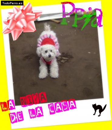 La foto del perro Pia Foto del perro Pia