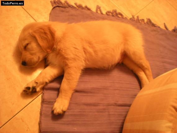 Foto del perro Verdell