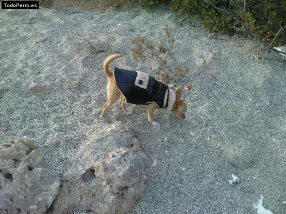 Foto del perro Lupita