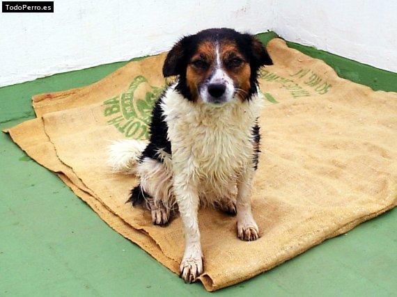 Foto del perro Chiqui