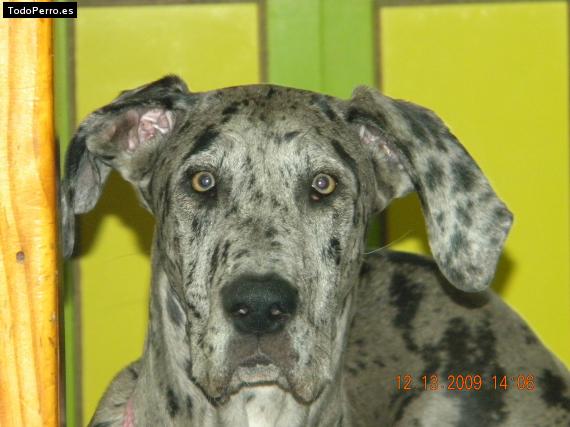 Foto del perro Rebecca