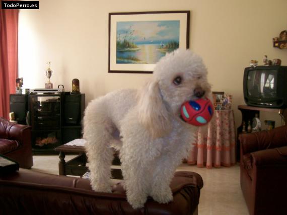 Foto del perro Chiqui