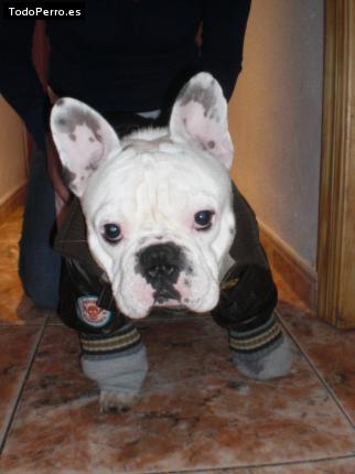 La foto del perro Kokito Foto del perro Kokito